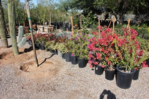 Annuals and Perennials - Many Choices Available
