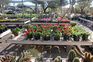 Annuals and Perennials - Many Choices Available