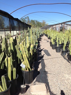 We carry a wide selection of cactus