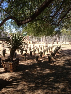 Many Varieties of Cactus available