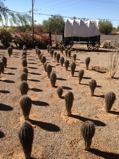 Many Varieties of Cactus available