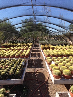 Large Selection of Barrel Cactus