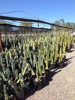 We carry a wide selection of cactus